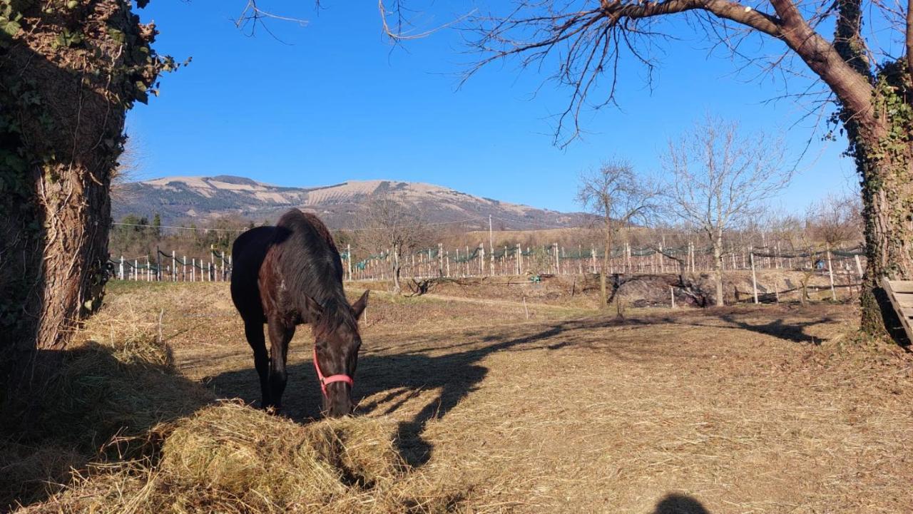 La Caneveta Al Piave Villa Valdobbiadene Dış mekan fotoğraf